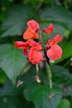 Kırmızı fasulye çiçeklerine yakın çekim. Yazın yağmurdan sonra bahçe.