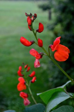 Kırmızı fasulye çiçeklerine yakın çekim. Yazın yağmurdan sonra bahçe.