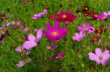 Kozmos çiçekleri (Cosmos Bipinnatus) yaz bahçesinde çiçek açar