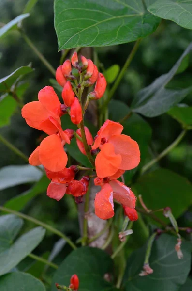 赤い庭の豆の花のクローズアップ 雨の後の夏の庭 — ストック写真