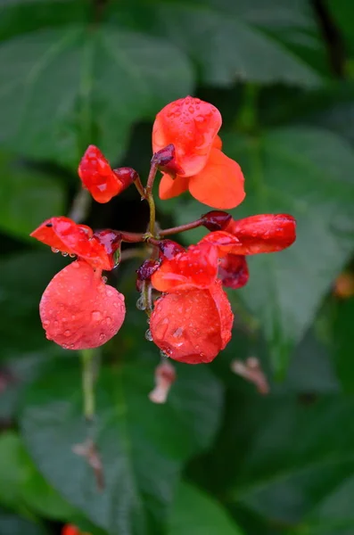 Közelkép Vörös Kerti Babvirágokról Kert Nyáron Eső Után — Stock Fotó
