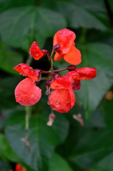 Close Van Rode Tuinbonenbloemen Tuin Zomer Regen — Stockfoto