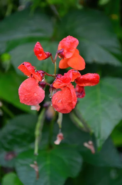 Close Van Rode Tuinbonenbloemen Tuin Zomer Regen — Stockfoto