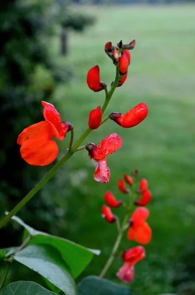 Close Van Rode Tuinbonenbloemen Tuin Zomer Regen — Stockfoto