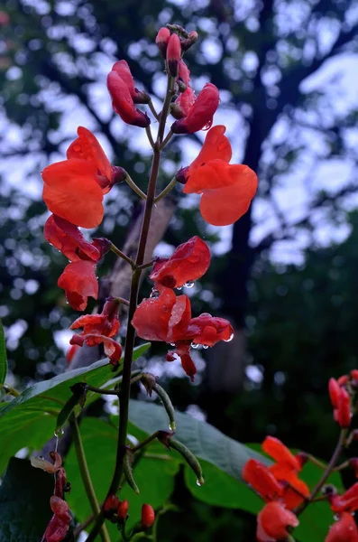 Close Van Rode Tuinbonenbloemen Tuin Zomer Regen — Stockfoto