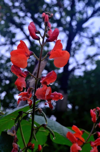 Close Van Rode Tuinbonenbloemen Tuin Zomer Regen — Stockfoto