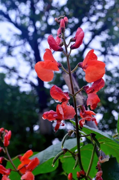 Close Van Rode Tuinbonenbloemen Tuin Zomer Regen — Stockfoto