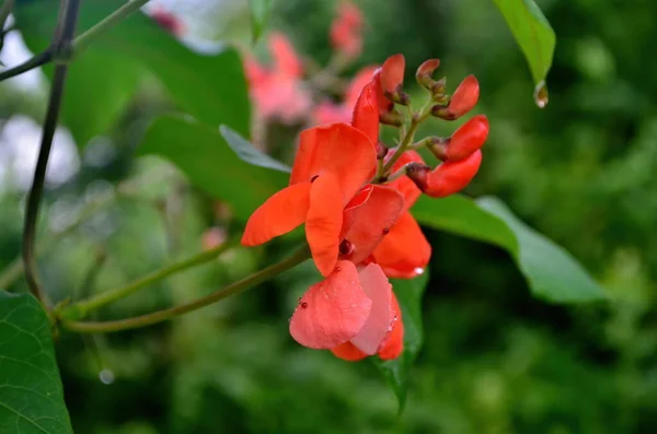 赤い庭の豆の花のクローズアップ 雨の後の夏の庭 — ストック写真