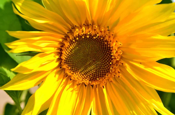 Όμορφο Κίτρινο Ηλιοτρόπιο Κοντά Στον Κήπο Καλοκαίρι — Φωτογραφία Αρχείου