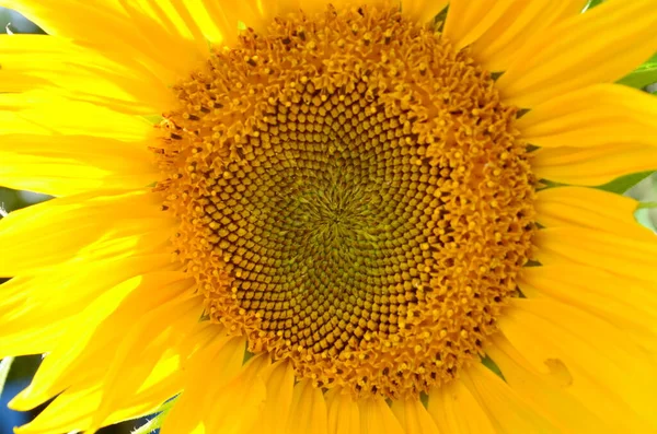 Όμορφο Κίτρινο Ηλιοτρόπιο Κοντά Στον Κήπο Καλοκαίρι — Φωτογραφία Αρχείου