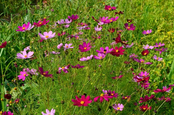 Kosmos Kwiaty Kosmos Bipinnatus Kwitnące Ogrodzie Letnim — Zdjęcie stockowe