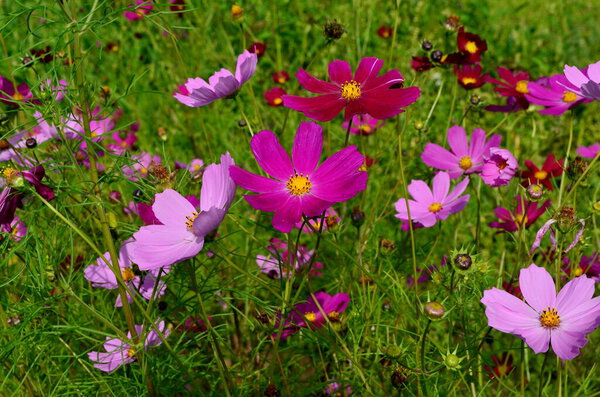 Cosmos flowers (Cosmos Bipinnatus) blooming in the summer garden