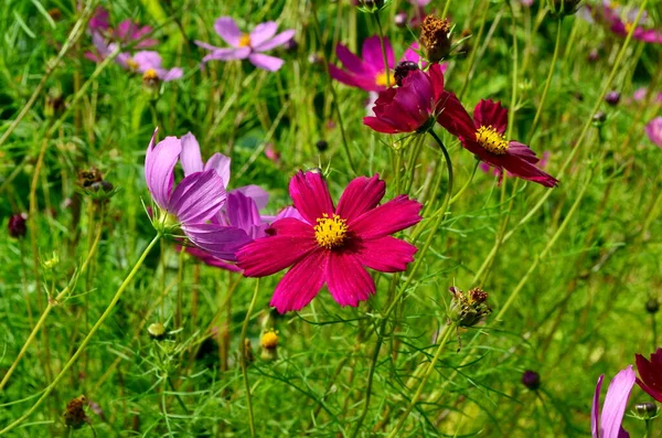 Kosmos Kwiaty Kosmos Bipinnatus Kwitnące Ogrodzie Letnim — Zdjęcie stockowe