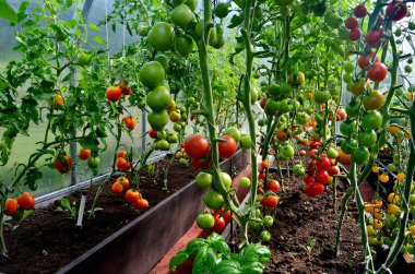Serada kırmızı ve yeşil domatesler. Serada olgunlaşan domatesler.