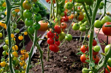Serada kırmızı ve yeşil domatesler. Serada olgunlaşan domatesler.
