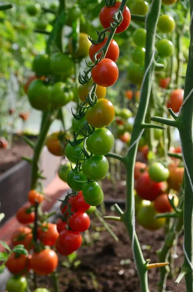 Rote Und Grüne Tomaten Gewächshaus Tomaten Reifen Gewächshaus — Stockfoto
