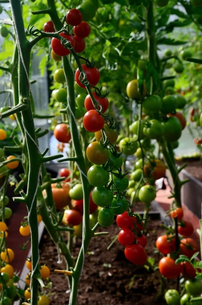 Czerwone Zielone Pomidory Szklarni Pomidory Dojrzewające Szklarni — Zdjęcie stockowe