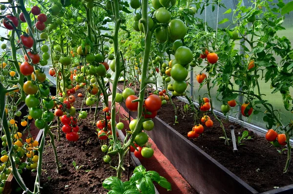 Red and Green tomatoes in the greenhouse. Tomatoes ripening in a greenhouse