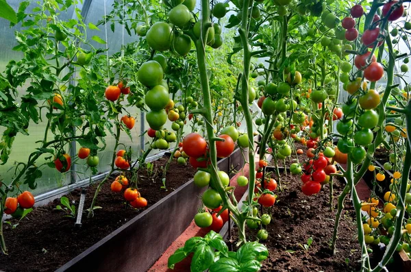 Red and Green tomatoes in the greenhouse. Tomatoes ripening in a greenhouse