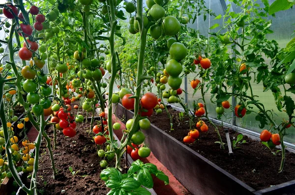 Red and Green tomatoes in the greenhouse. Tomatoes ripening in a greenhouse