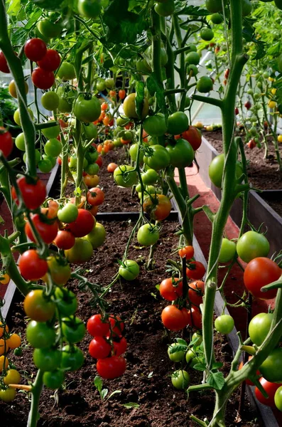 Röda Och Gröna Tomater Växthuset Tomater Som Mognar Växthus — Stockfoto