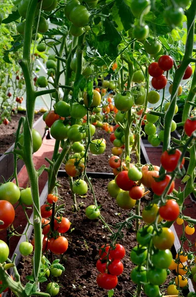 Κόκκινες Και Πράσινες Ντομάτες Στο Θερμοκήπιο Ντομάτες Που Ωριμάζουν Θερμοκήπιο — Φωτογραφία Αρχείου