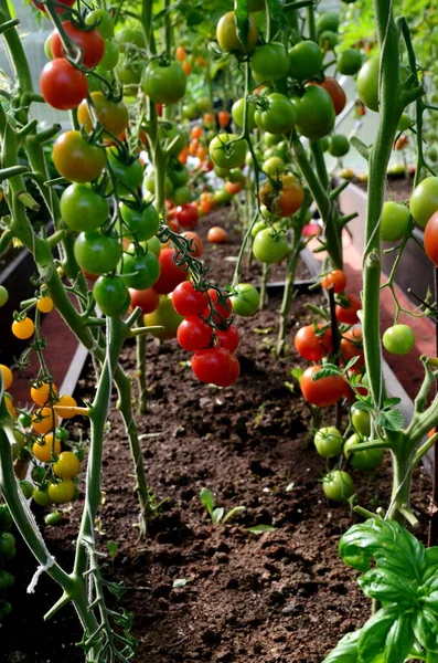 Rode Groene Tomaten Kas Tomaten Rijpen Een Kas — Stockfoto