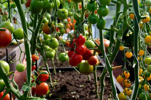 Röda Och Gröna Tomater Växthuset Tomater Som Mognar Växthus — Stockfoto