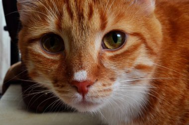 Beyaz burunlu kırmızı kedi, yakın plan.