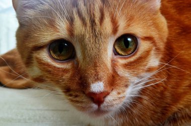 Beyaz burunlu kırmızı kedi, yakın plan.