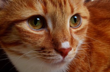 Beyaz burunlu kırmızı kedi, yakın plan.