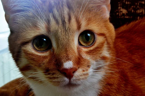 Gato Rojo Con Nariz Blanca Primer Plano — Foto de Stock