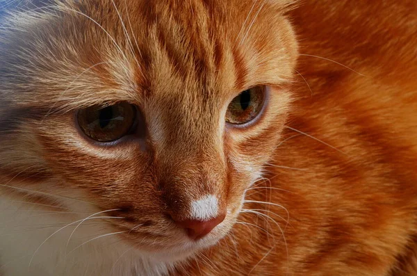 Red cat with a white nose, close-up