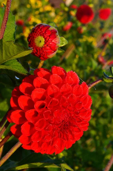 Belle Fleur Dahlia Rouge Dans Jardin Fleur Avec Gouttes Pluie — Photo