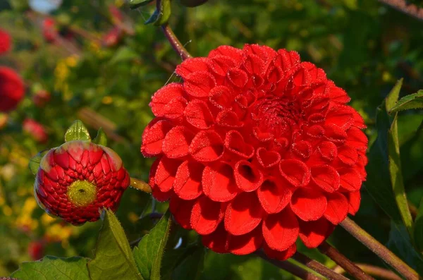 Belle Fleur Dahlia Rouge Dans Jardin Fleur Avec Gouttes Pluie — Photo