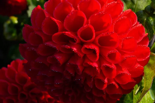 Hermosa Flor Dalia Roja Jardín Flor Con Gotas Lluvia Dalias —  Fotos de Stock