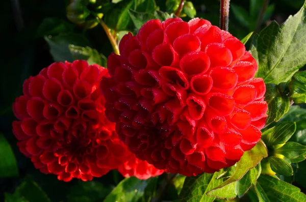 Belle Fleur Dahlia Rouge Dans Jardin Fleur Avec Gouttes Pluie — Photo