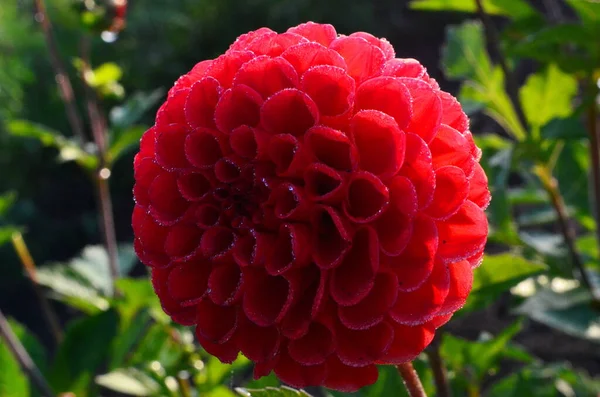 Bahçede Güzel Kırmızı Yıldız Çiçeği Yağmur Damlalı Çiçek Sonbaharda Bahçede — Stok fotoğraf