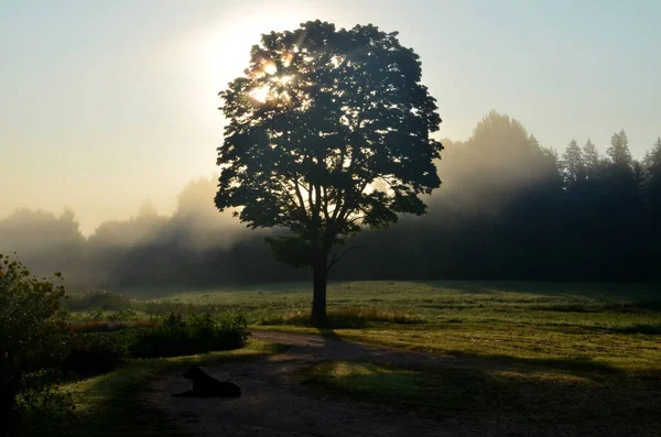 Landscape early in the morning with the sun behind the tree and morning fog