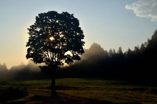 Paisagem Início Manhã Com Sol Atrás Árvore Nevoeiro Manhã — Fotografia de Stock