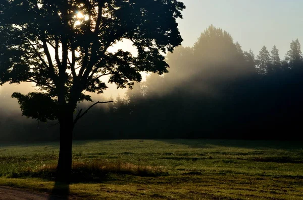 Landscape early in the morning with the sun behind the tree and morning fog