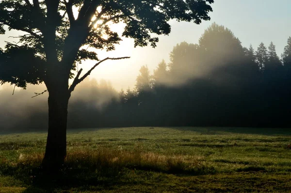 Landscape early in the morning with the sun behind the tree and morning fog