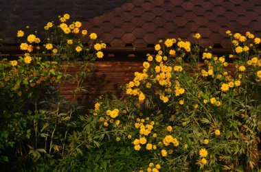 Parlak sarı çok yıllık Altın Parıltı (Rudbeckia laciniata) çift çiçekli bitki. Rudbeckia laciniata sarı çiçekleri yakın planda. Arka planda kahverengi çatılı bir ev var.