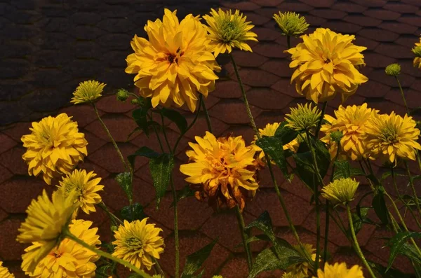 Bright yellow perennial Golden Glow (Rudbeckia laciniata) double-flowered plant.Rudbeckia laciniata yellow flowers in garden closeup. In the background a house with a brown roof