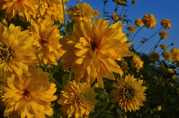 Λαμπερό Κίτρινο Πολυετές Golden Glow Rudbeckia Laciniata Διπλής Ανθοφορίας Φυτό — Φωτογραφία Αρχείου