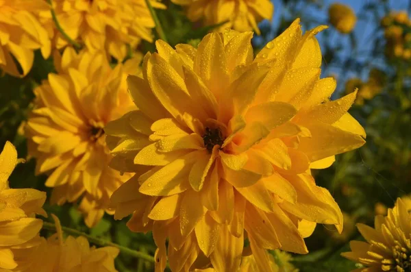 Яскраво Жовтий Багаторічний Золотий Глобус Rudbeckia Laciniata Двоквіткова Рослина Rudbeckia — стокове фото