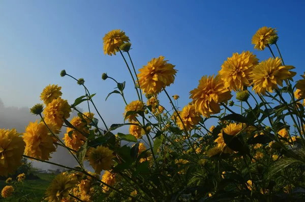 Bright yellow perennial Golden Glow (Rudbeckia laciniata) double-flowered plant.Rudbeckia laciniata yellow flowers in garden closeup. In the background a house with a brown roof