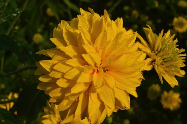 Яскраво Жовтий Багаторічний Золотий Глобус Rudbeckia Laciniata Двоквіткова Рослина Rudbeckia — стокове фото