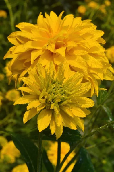 Luminoso Giallo Bagliore Perenne Oro Rudbeckia Laciniata Pianta Doppio Fiore — Foto Stock