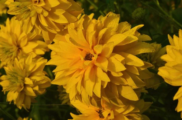 Яскраво Жовтий Багаторічний Золотий Глобус Rudbeckia Laciniata Двоквіткова Рослина Rudbeckia — стокове фото